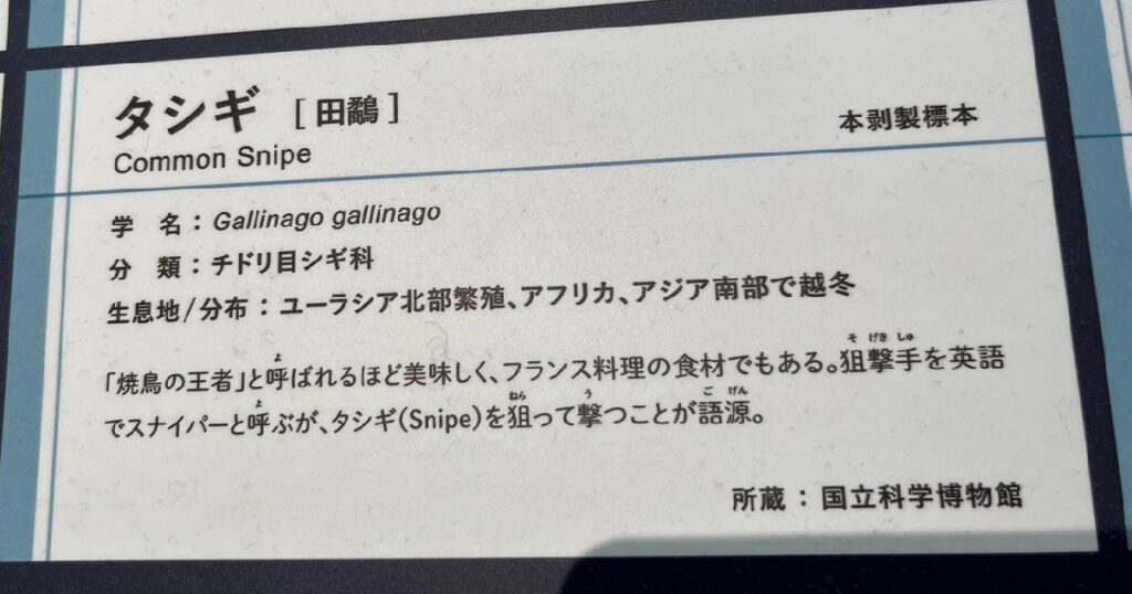 タシギのはく製の説明書