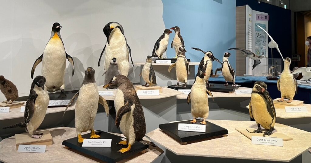 ペンギンのはく製の集合　中心にコガタペンギン