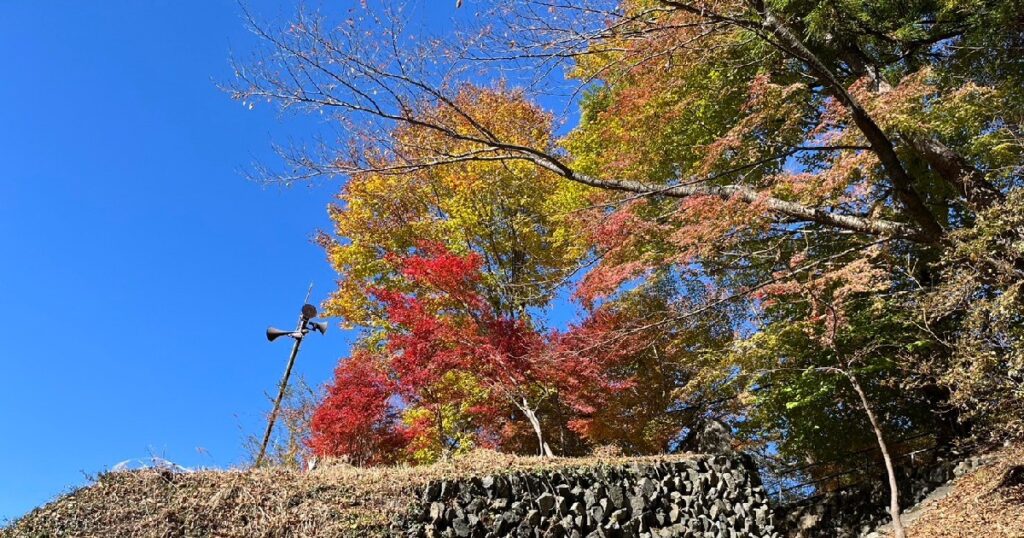 所々にきれいに紅葉した葉が見える