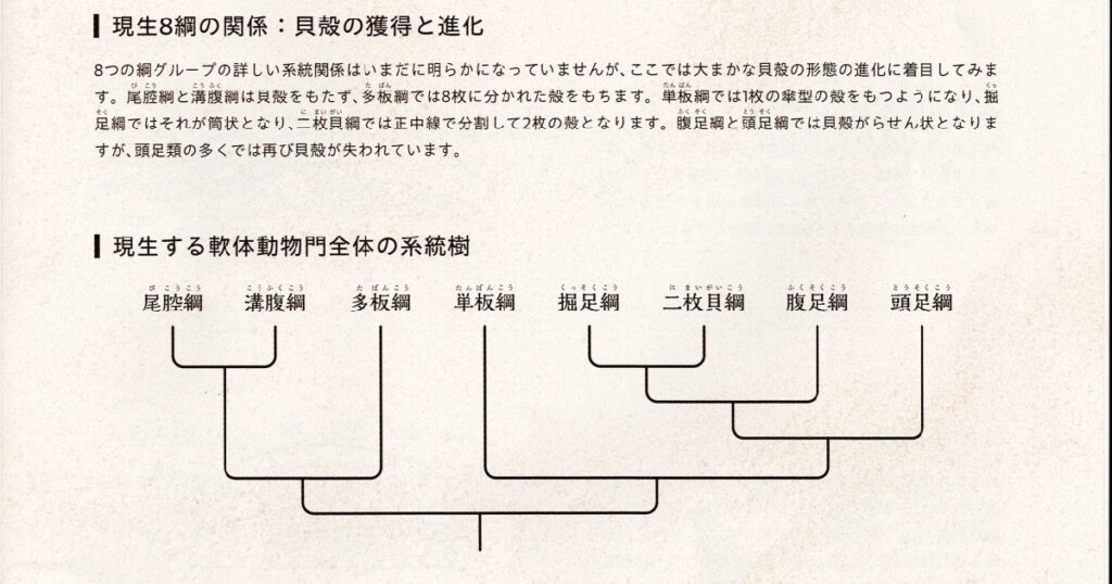 軟体動物門内の8綱の系統樹