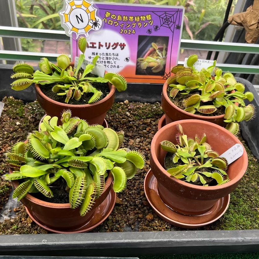 ハエトリグサの４つの植木鉢