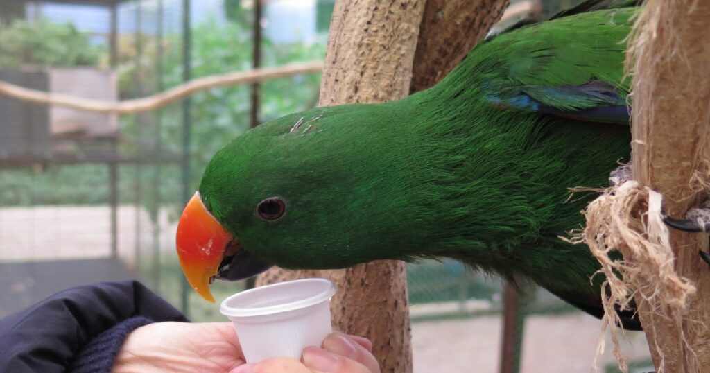 ヒマワリの種を食べるオオハナインコ