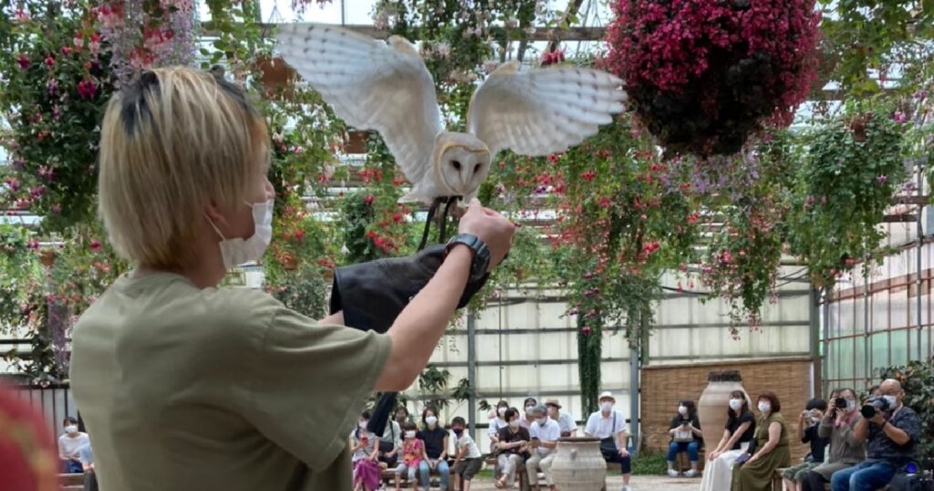 メンフクロウが羽を広げている様子