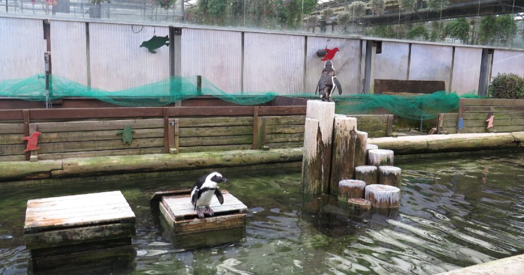 ペンギンプールとペンギン