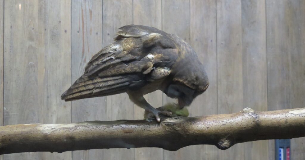 餌を食べているハイガオメンフクロウ