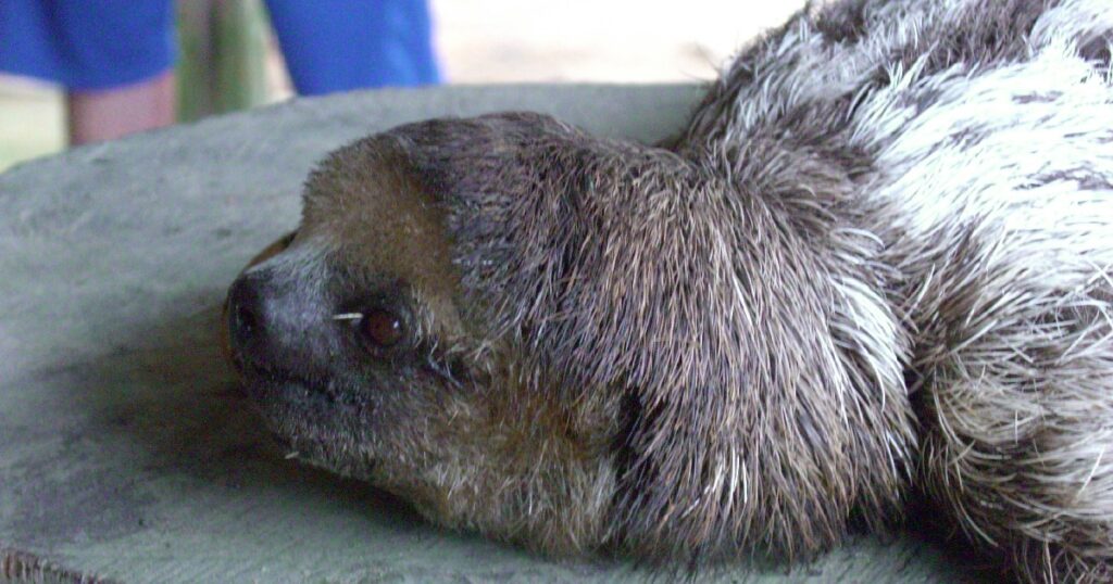 ブラジルのアマゾン河流域の村にて飼育されていたナマケモノの子ども