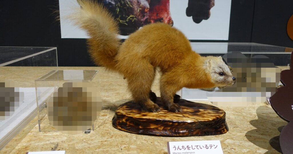 うんちをしている状態で剥製にされたテン