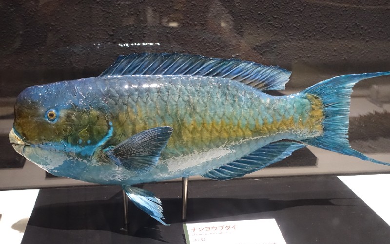 ナンヨウブダイの剥製