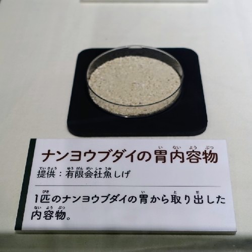 ナンヨウブダイの胃の内容物