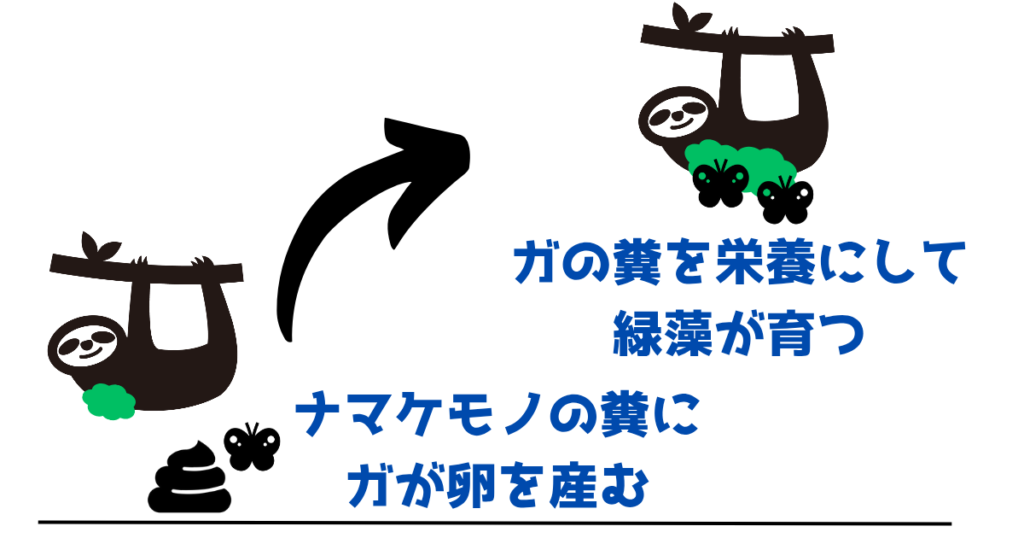 『ナマケモノの糞⇒ガの成長⇒ガの糞⇒緑藻の成長⇒ナマケモノの食料』の模式図