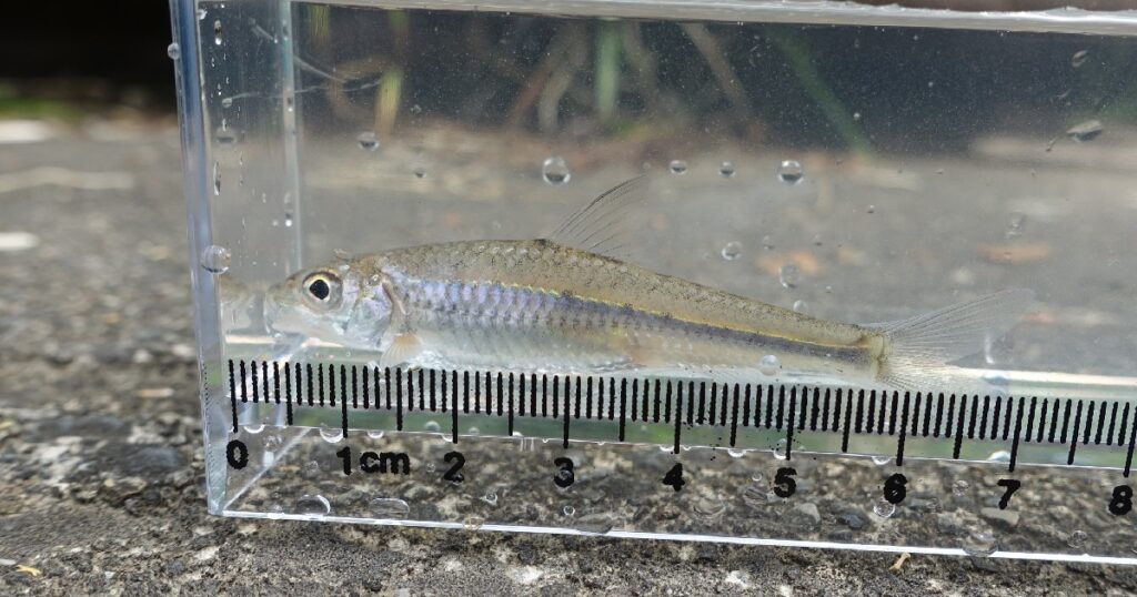 スゴモロコ 全長約7cm