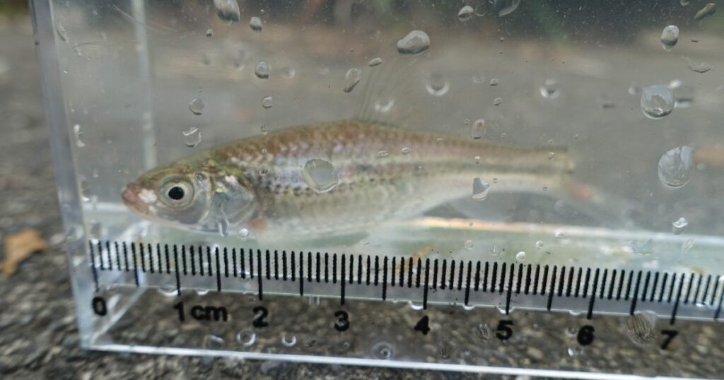 タモロコ 全長約6.5cm