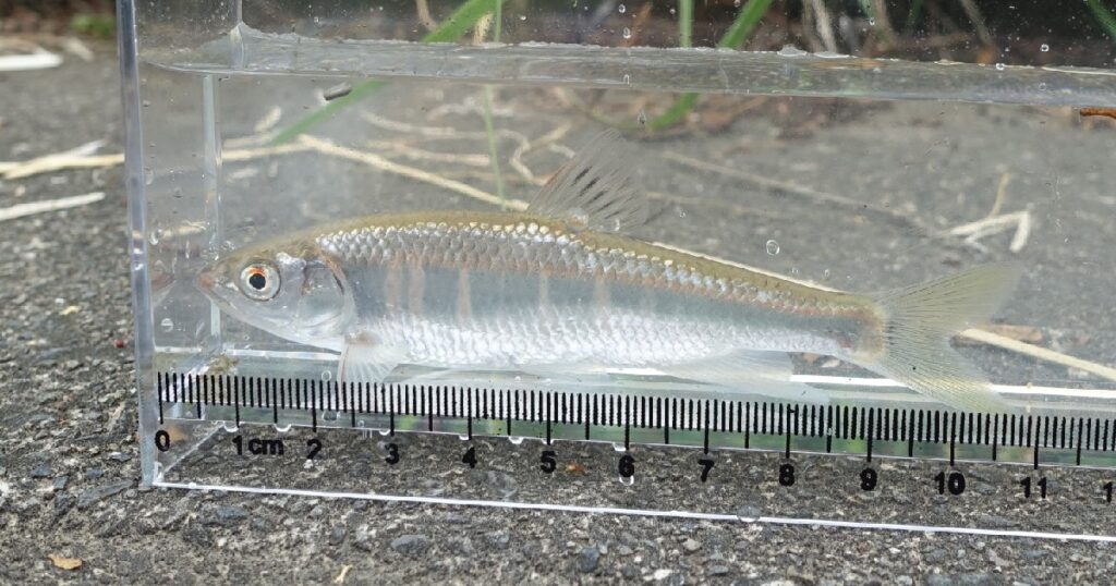 オイカワ♂ 全長約11cm