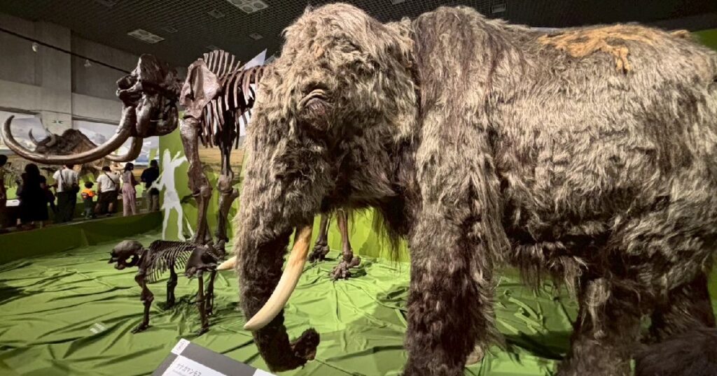 『ケナガマンモス』の大きな生体復元模型