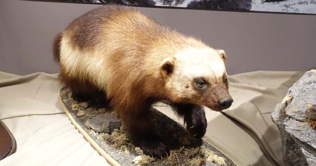『クズリ』の剥製
