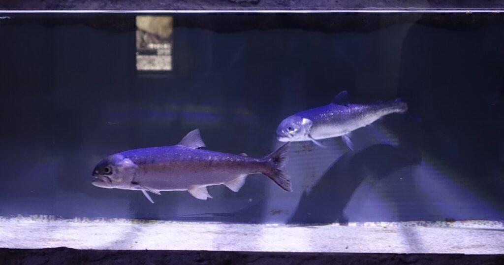 クニマスの成魚２匹　『クニマス展示館』にて　