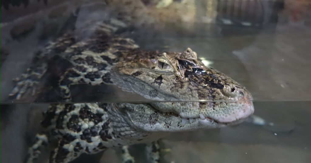 《クチヒロカイマン》