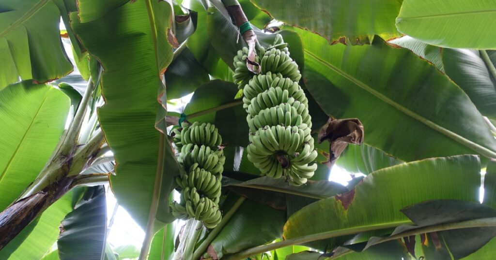 温室のバナナ