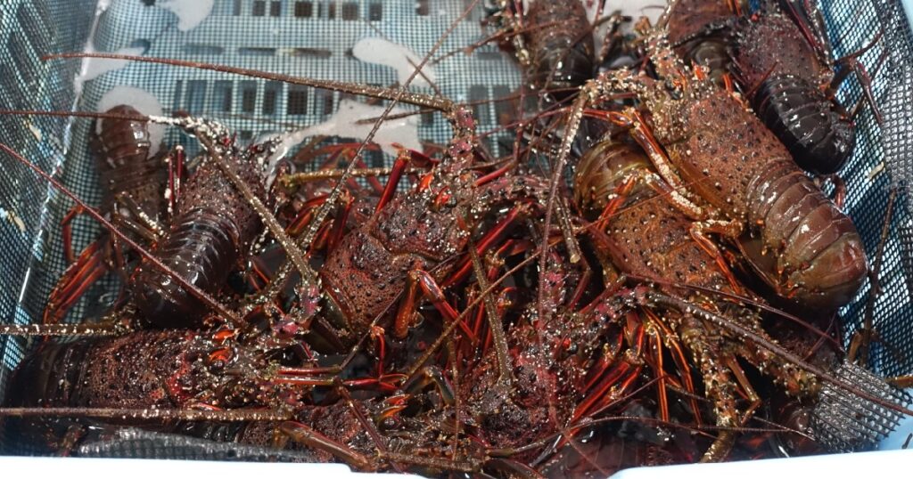 多く生簀の伊勢海老