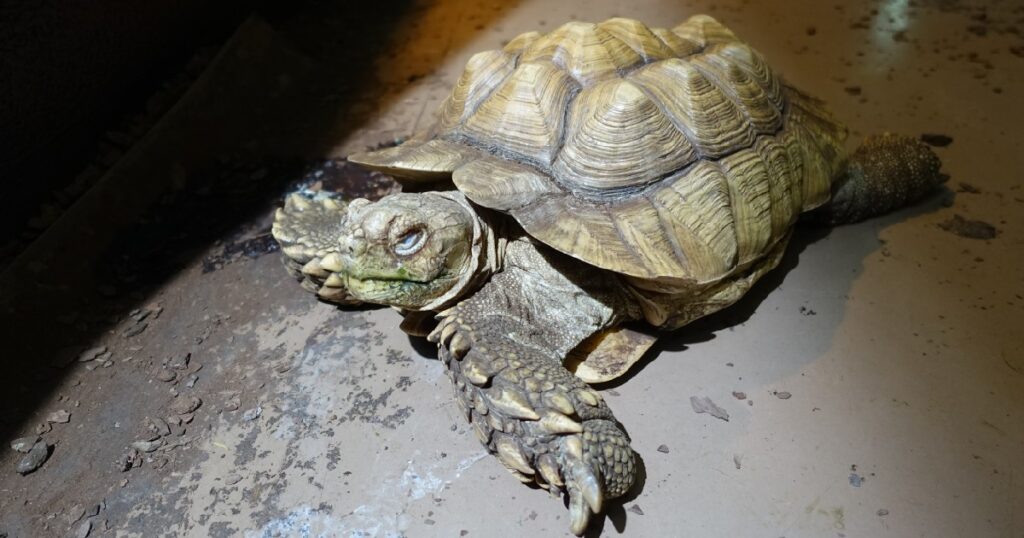 悠々と練り歩く《ケヅメリクガメ》