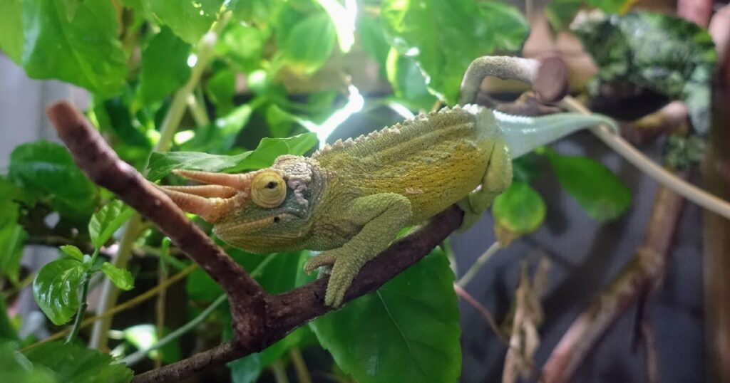 角が神々しい《ジャクソンカメレオン》