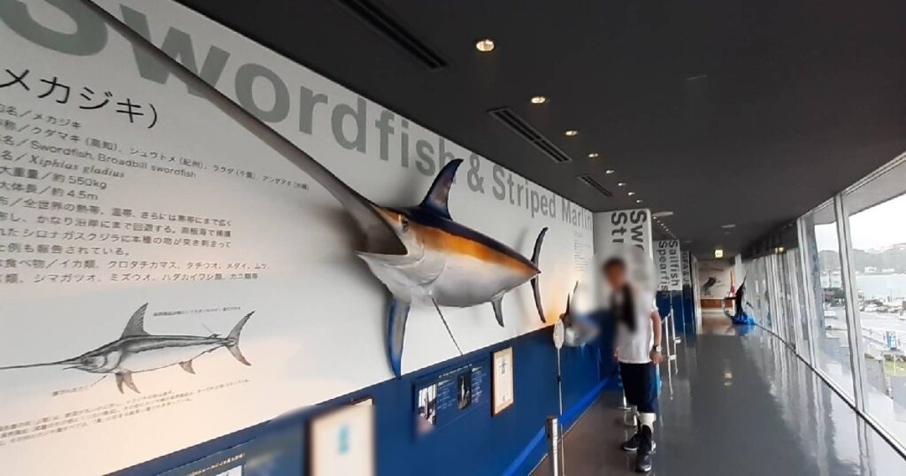 等身大のメカジキ《JGFAかじきミュージアム》にて