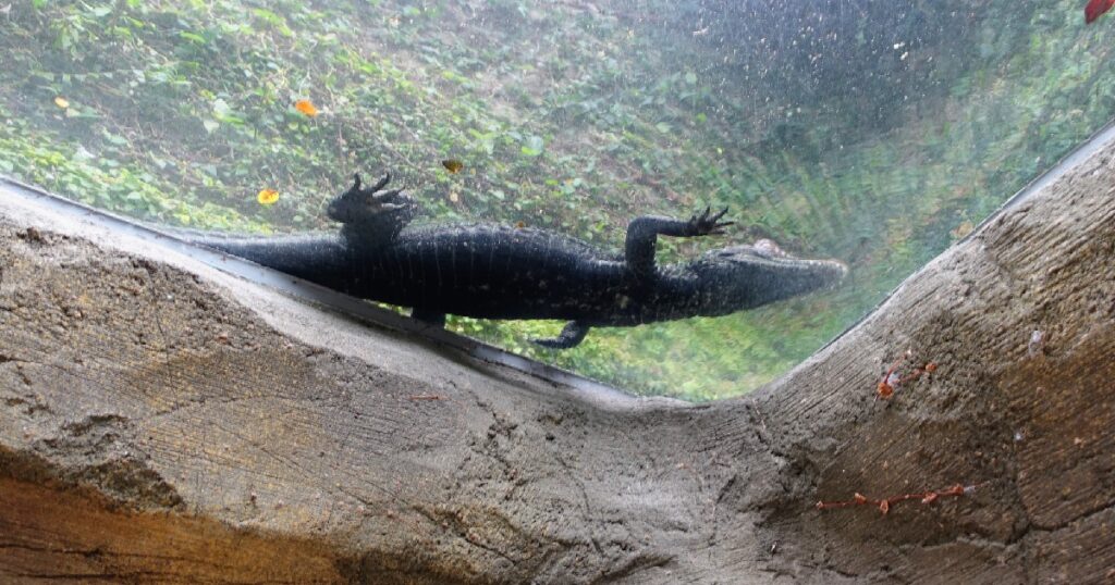 『コビトカイマン』を見上げる