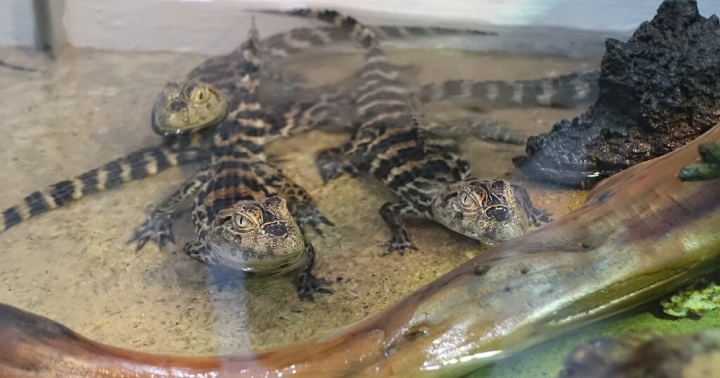 『クチヒロカイマン』の赤ちゃん達 2025年8月生まれ