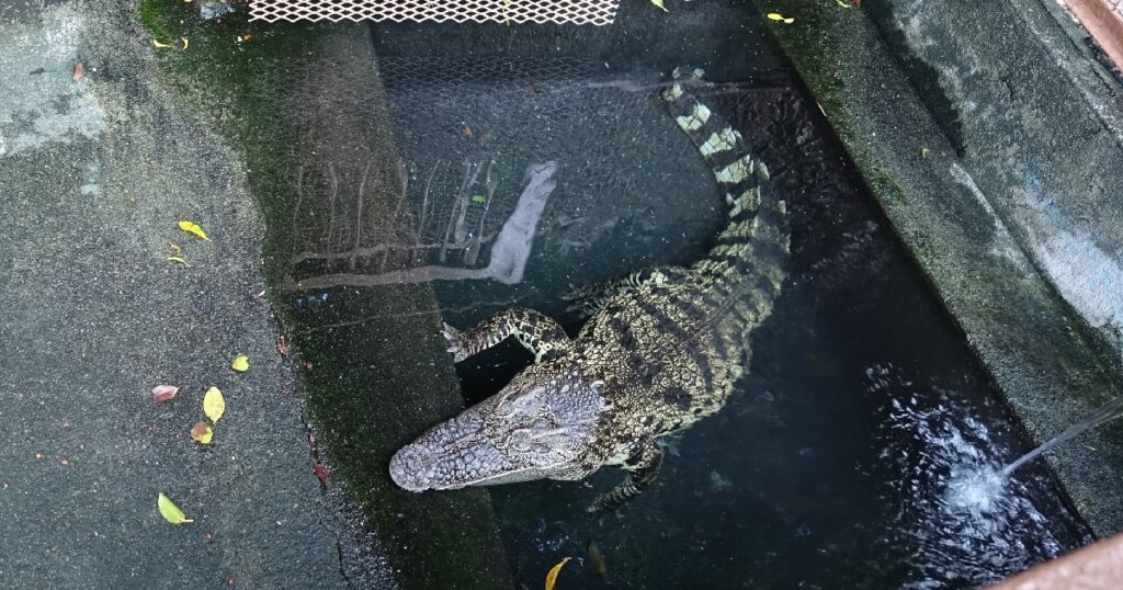 『シャムワニ』