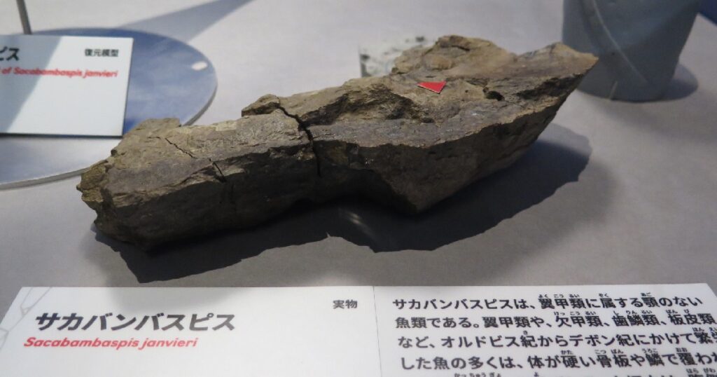 『サカバンバスピス』の腹側の化石(実物)