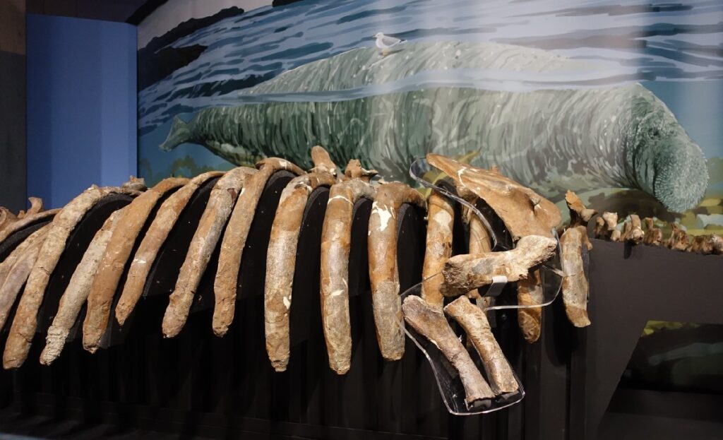 『ステラーダイカイギュウ』の全身標本(実物)