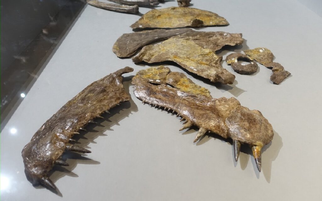 『シファクティヌス』の鋭い歯！(実物)