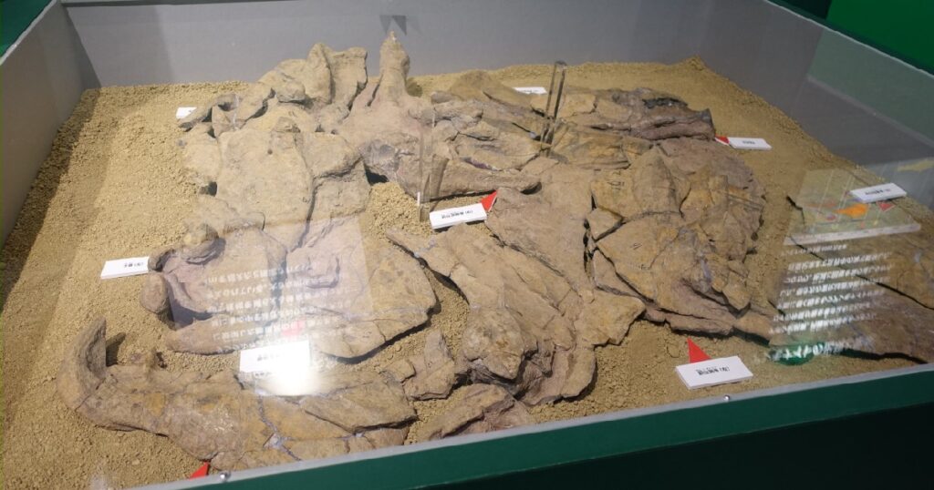 『ダンクルオステウス』の頭骨と胸甲の化石(実物)