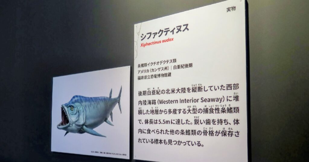 『シファクティヌス』の復元図