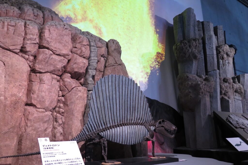 『ディメトロドン』の復元模型