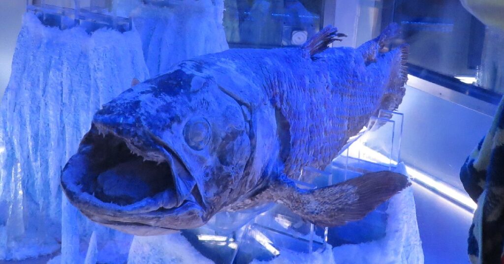 冷凍の『シーラカンス』の標本