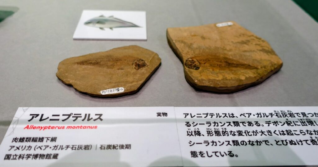『アレニプテルス』の化石(実物)