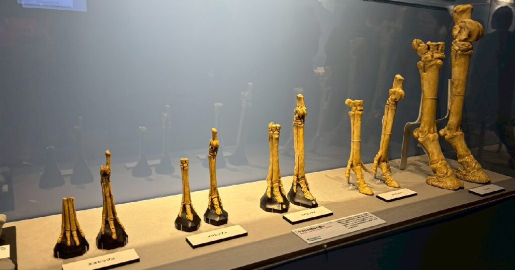 ウマの足の進化