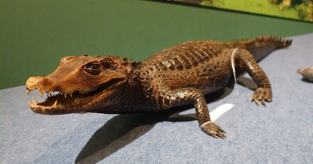 コビトカイマンの"コビちゃん"の剥製
