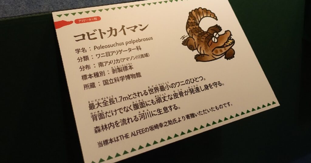 コビトカイマンについて書かれたキャプション