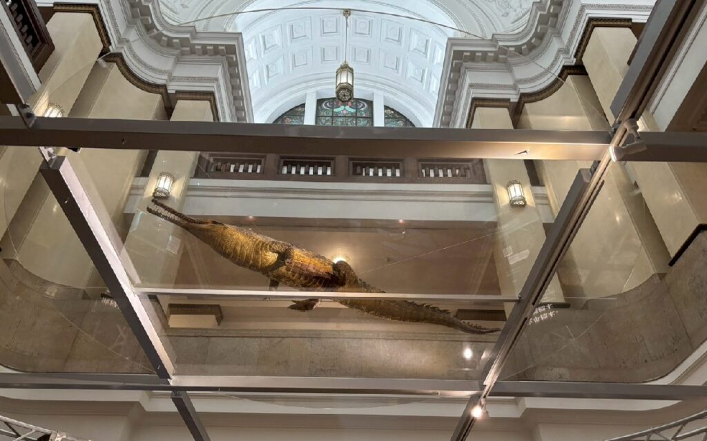 『マレーガビアル』の剥製を下から見た様子