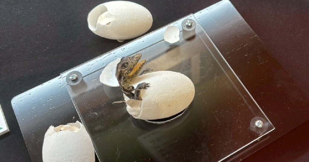 『クチヒロカイマン』の赤ちゃんの剥製