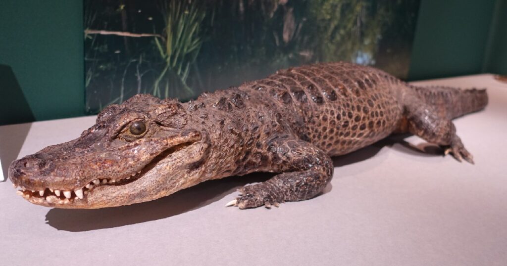 『ヨウスコウワニ』の剥製