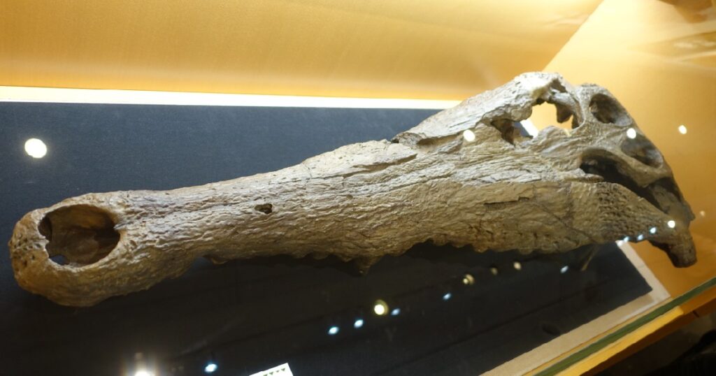 『マチカネワニ』の頭骨化石(レプリカ)