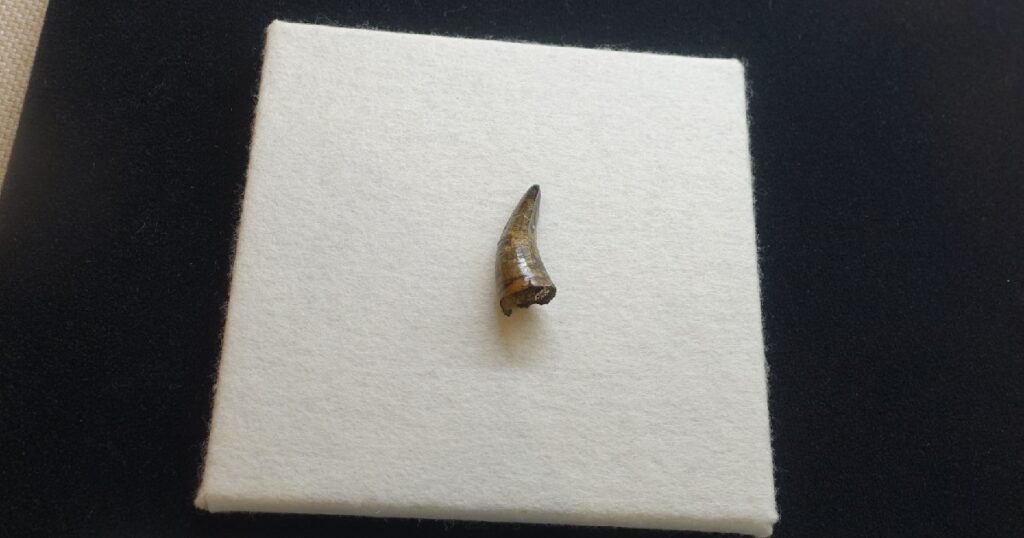 『マチカネワニ』と考えられる歯の化石