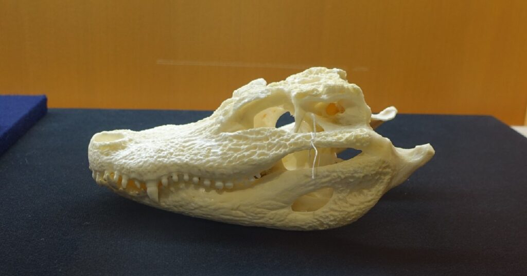 『ヨウスコウワニ』の頭骨