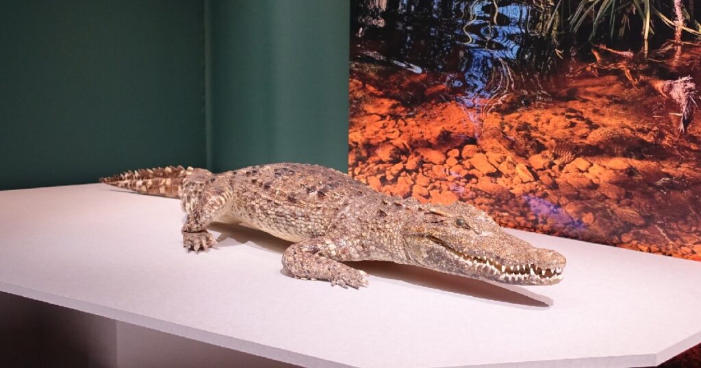 『シャムワニ』の全身の剥製