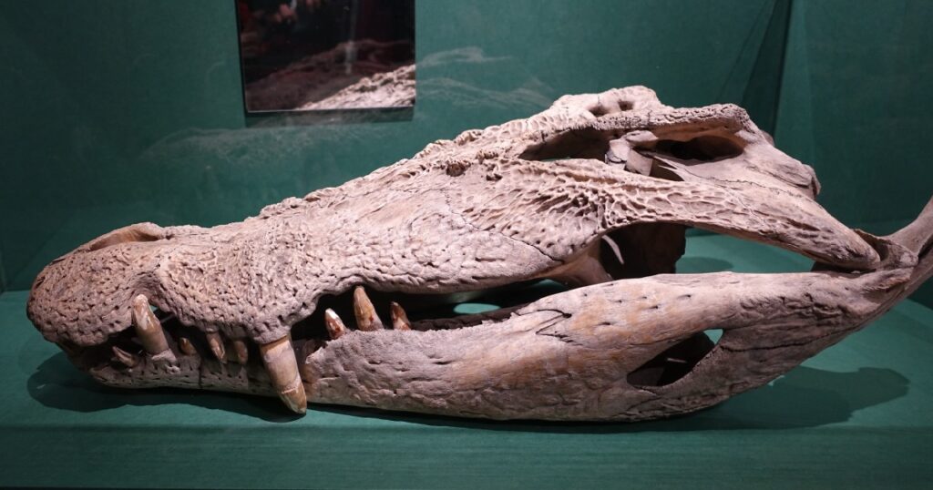 全長約５mの『イリエワニ』の頭骨右側面には銃痕がある