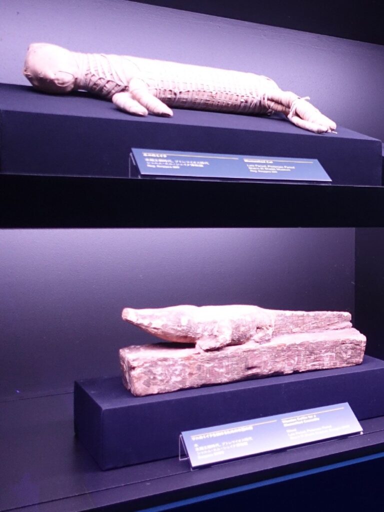 ワニのミイラ(下段)
2025年3月ラムセス大王展にて