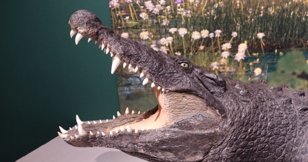 ニューギニアワニの頭部の剥製